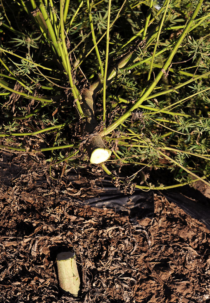 A freshly cut hemp plant sits next to its stump